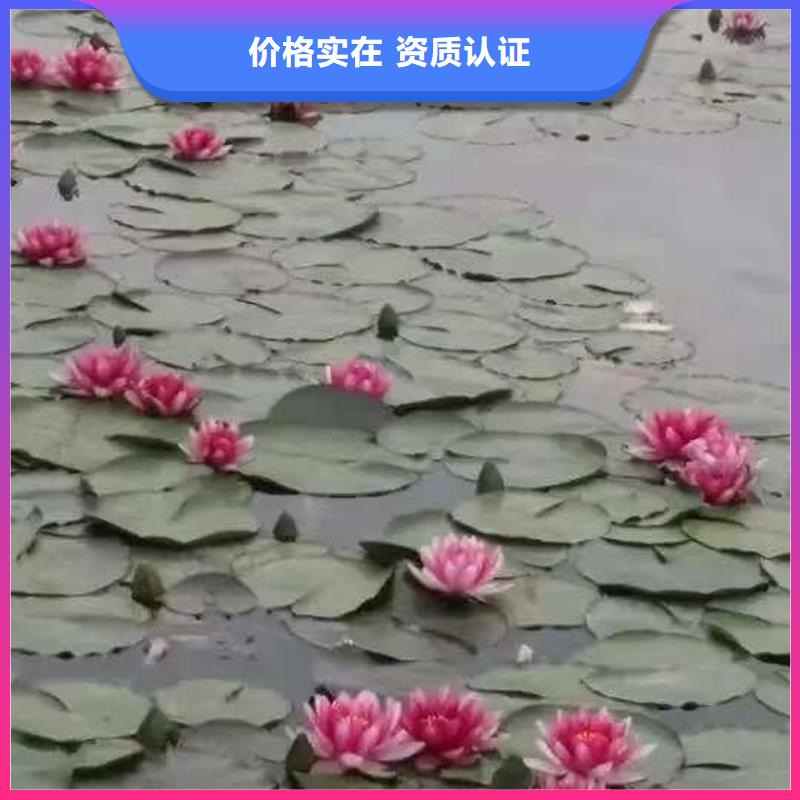 睡莲的花语和寓意常规货源充足