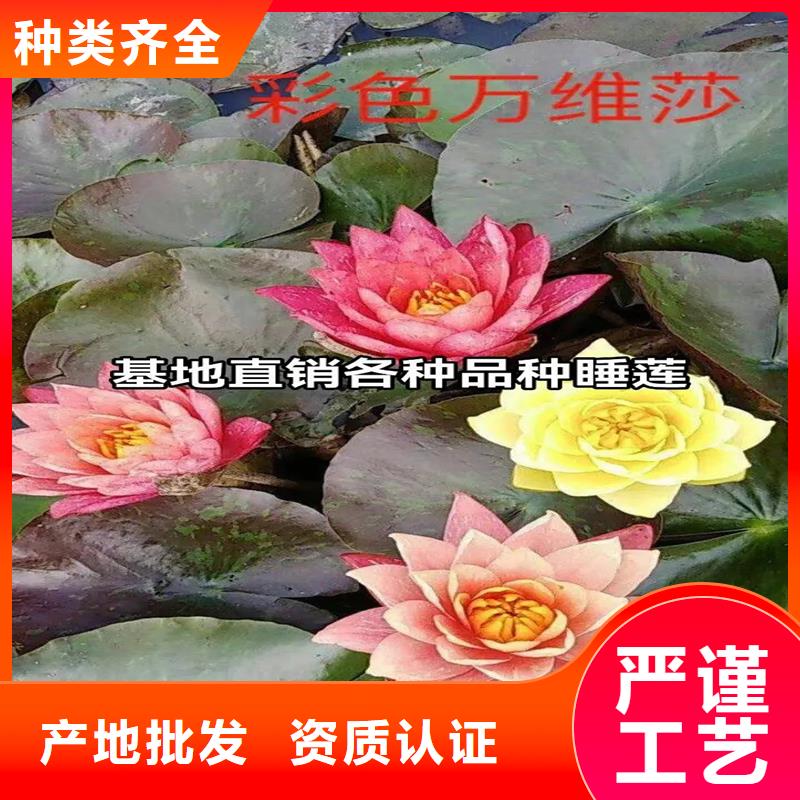 【图】睡莲苗批发