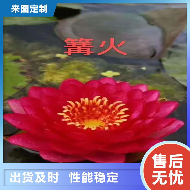 睡莲冬天怎样过冬订制