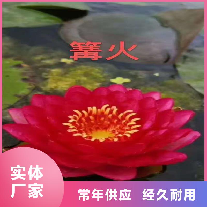 【图】睡莲苗批发