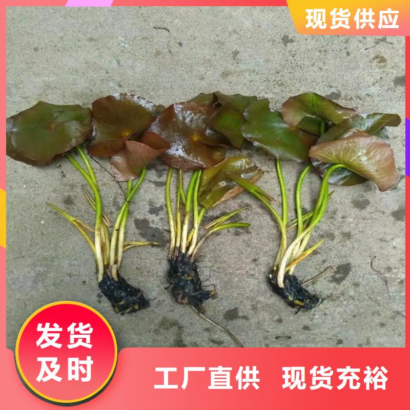 精品睡莲生产经验丰富