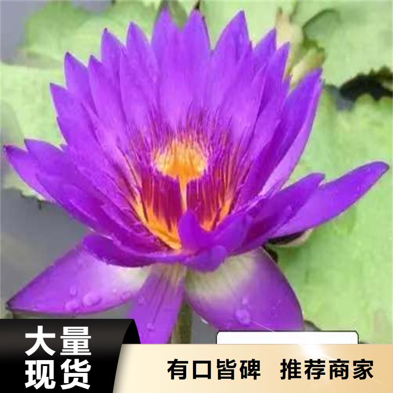 卖睡莲苗的厂家