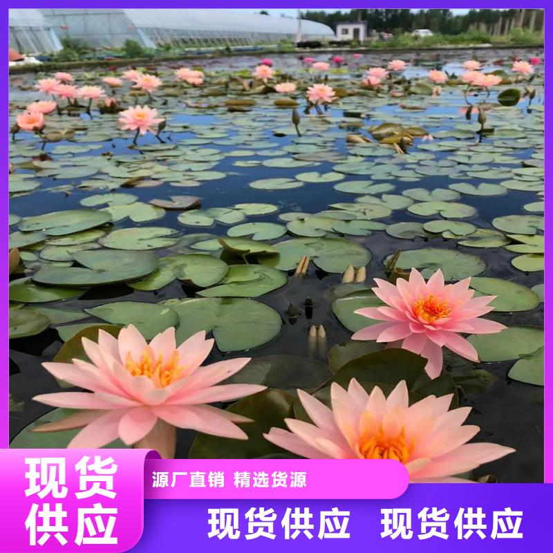 睡莲图片优质厂家