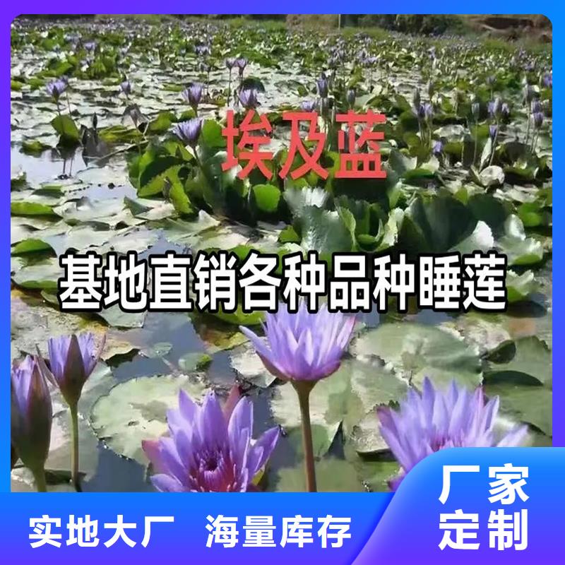 【图】睡莲苗批发