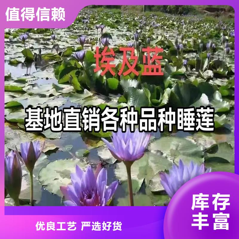 卖睡莲苗的厂家