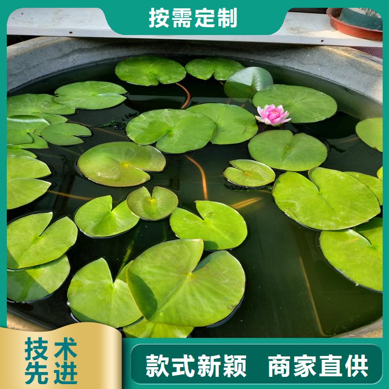 经验丰富的睡莲苗子睡莲的养殖方法和注意事项销售厂家