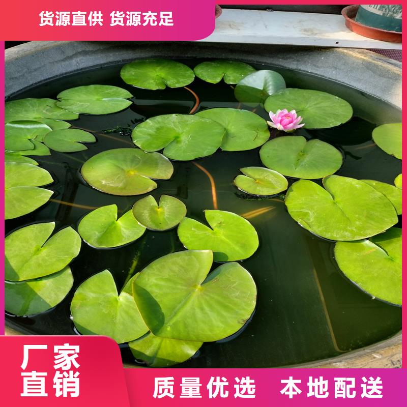 【图】睡莲苗批发