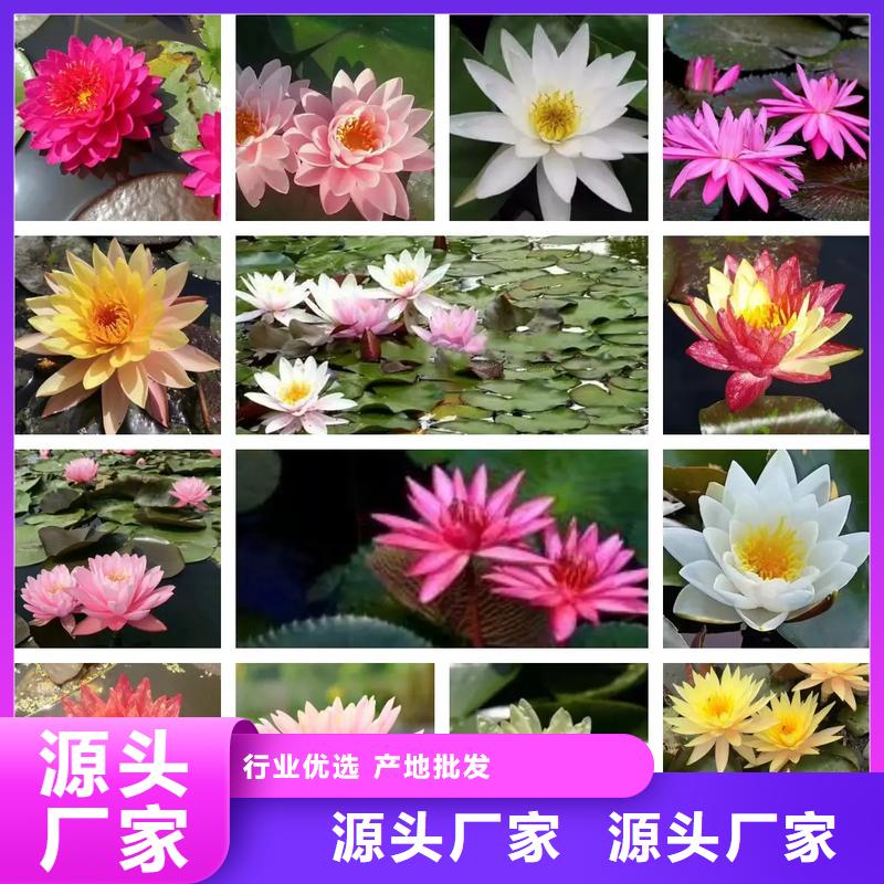 精品睡莲生产经验丰富