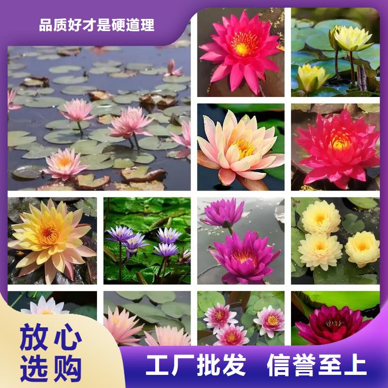 睡莲种子、睡莲种子生产厂家-认准荷景园林绿化工程有限公司