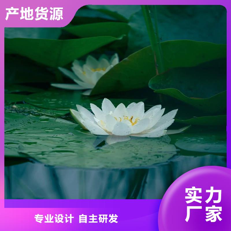 供应睡莲苗子睡莲的养殖方法和注意事项 睡莲苗子睡莲的养殖方法和注意事项批发