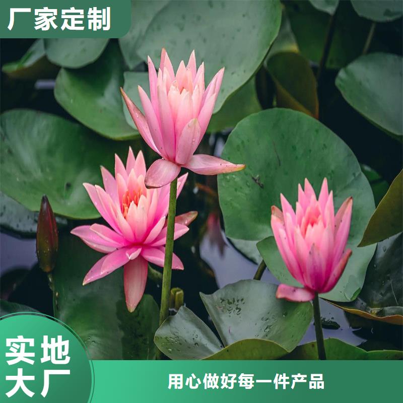 睡莲冬天怎样过冬订制