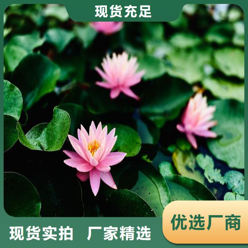 睡莲的花语和寓意常规货源充足