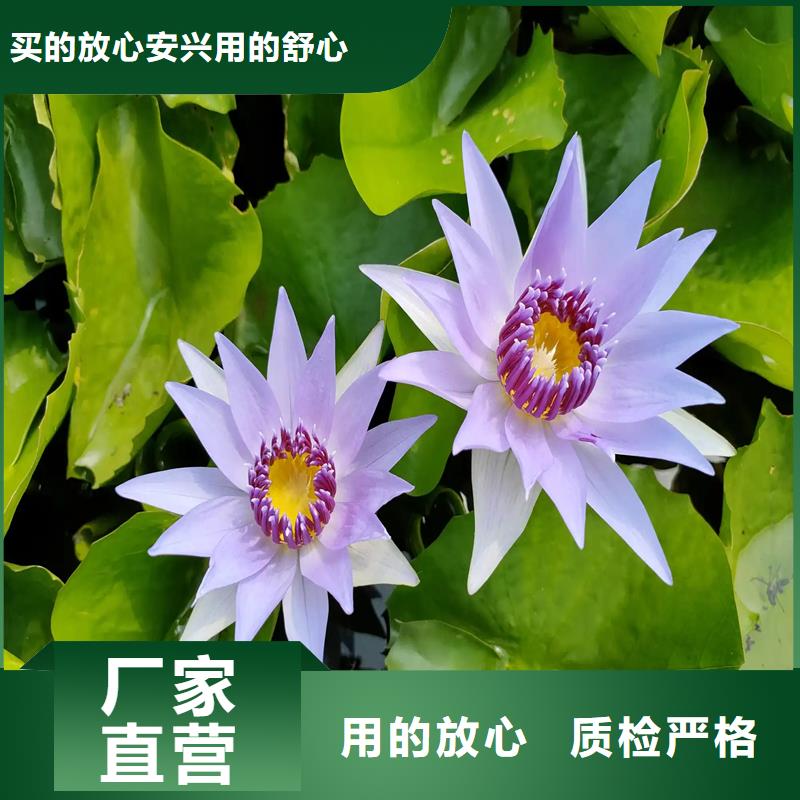 睡莲和荷花的区别-睡莲和荷花的区别基地