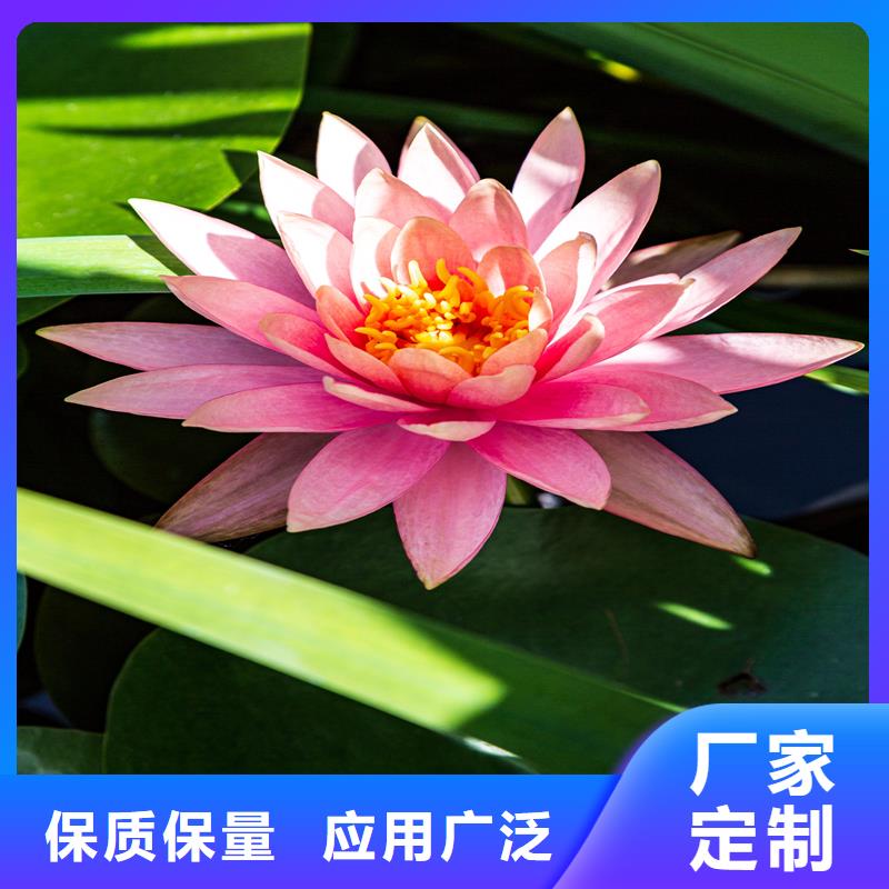 生产睡莲冬天怎样过冬_品牌厂家