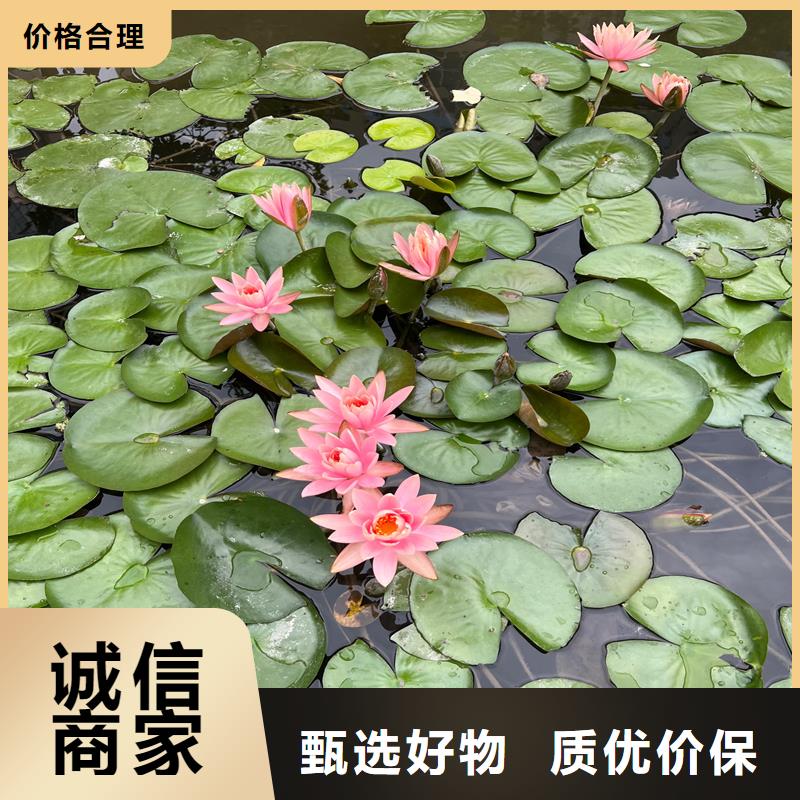 睡莲和荷花的区别-睡莲和荷花的区别基地