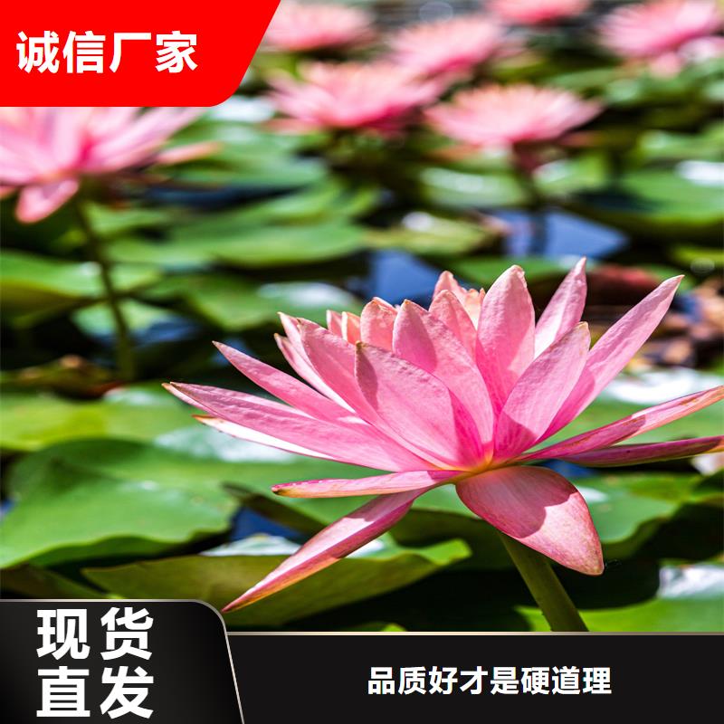 睡莲苗质量优异