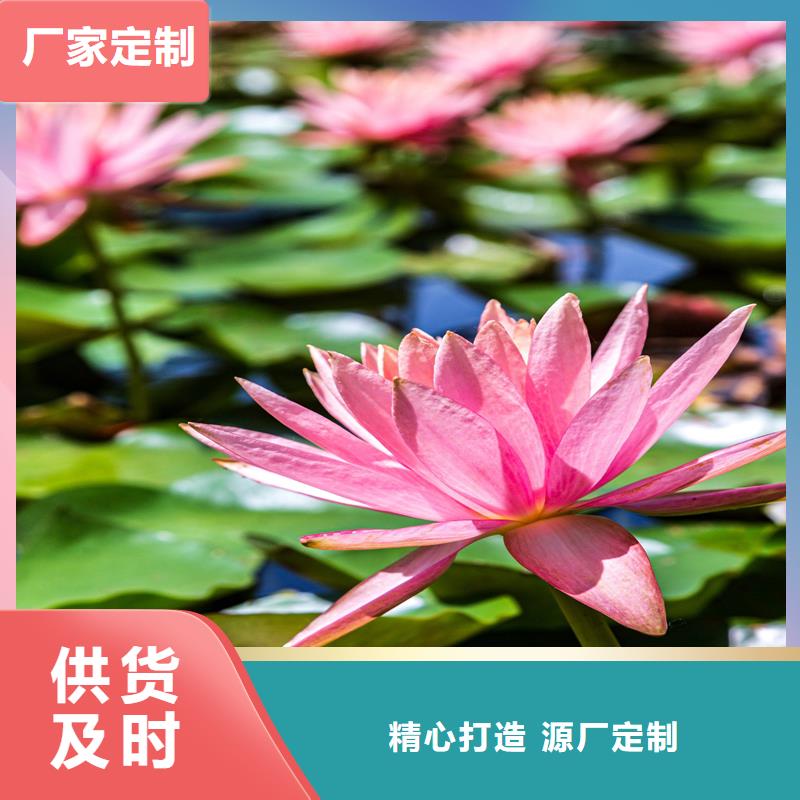睡莲的花语和寓意厂家现货定做