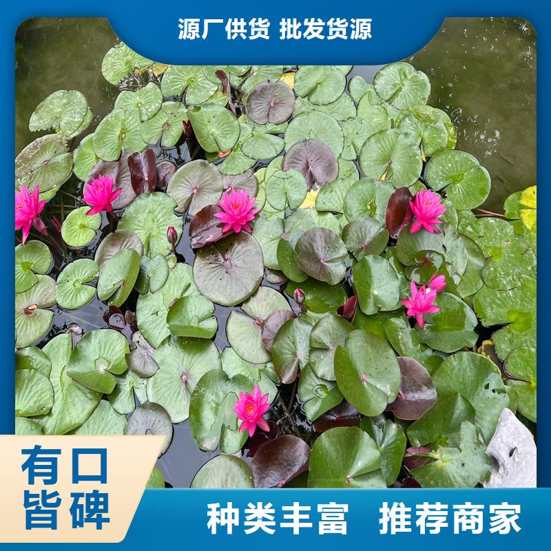 睡莲的花语和寓意厂家现货定做