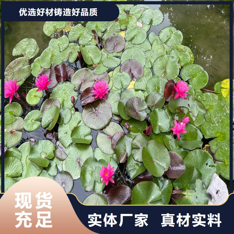 用户认可的种植睡莲厂家