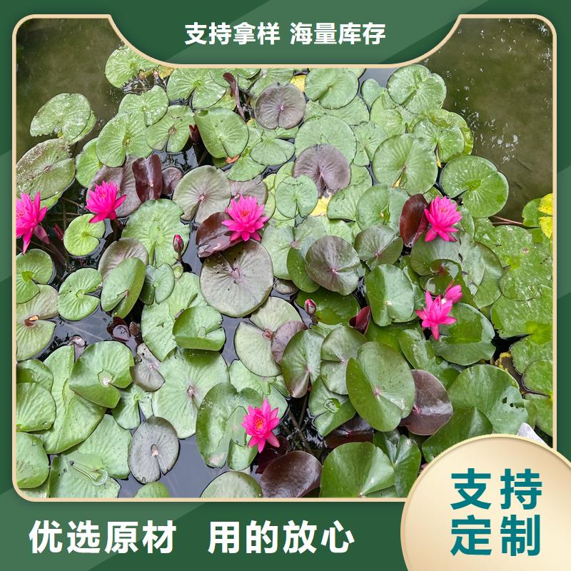 精品睡莲厂家资质齐全