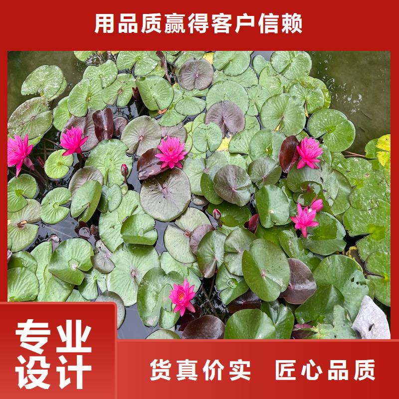 睡莲图片优质厂家