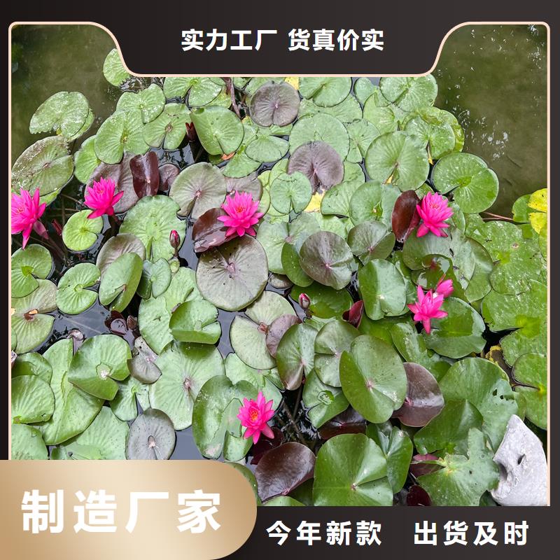 经验丰富的睡莲苗子睡莲的养殖方法和注意事项销售厂家