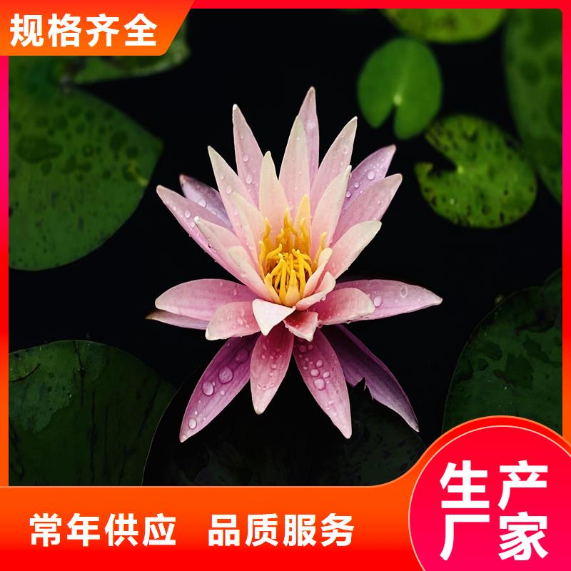 精品睡莲生产经验丰富