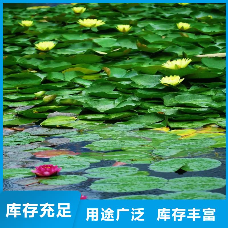 经验丰富的睡莲苗子睡莲的养殖方法和注意事项销售厂家