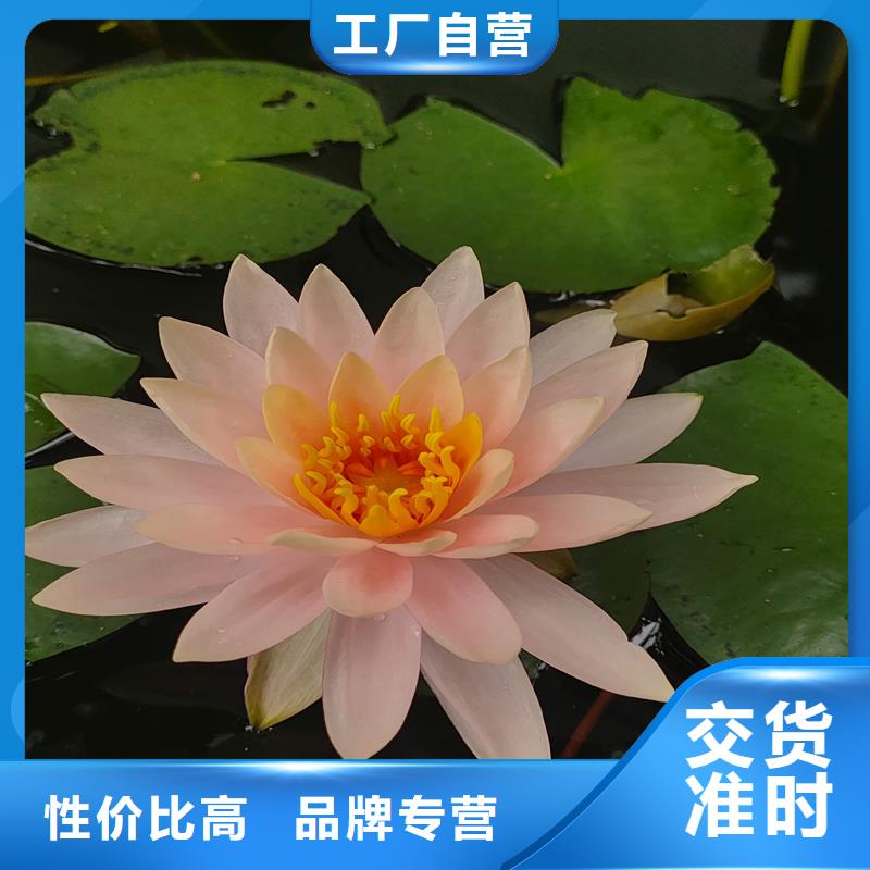 睡莲种子、睡莲种子生产厂家-认准荷景园林绿化工程有限公司