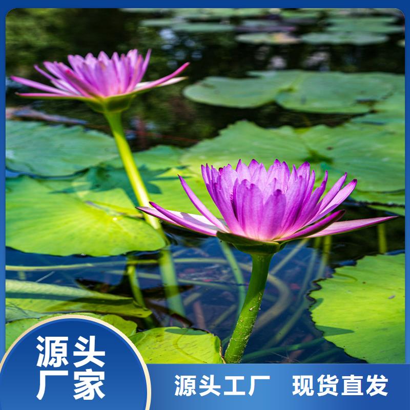 精品睡莲厂家资质齐全