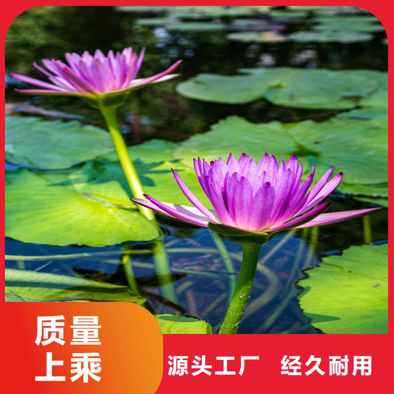 供应睡莲苗子睡莲的养殖方法和注意事项 睡莲苗子睡莲的养殖方法和注意事项批发