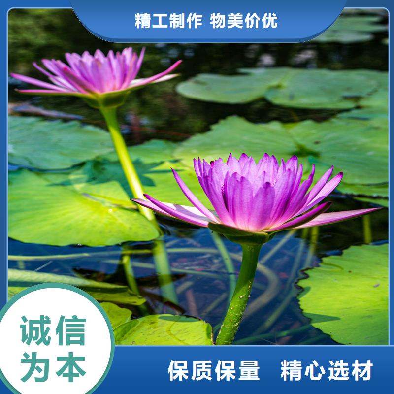 精品睡莲生产经验丰富