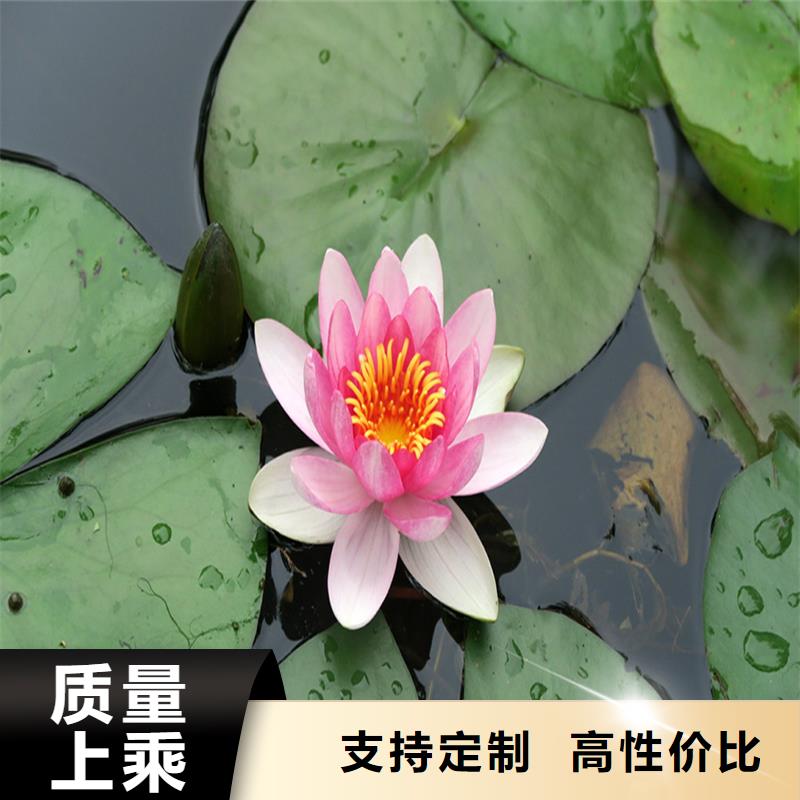 睡莲、睡莲生产厂家