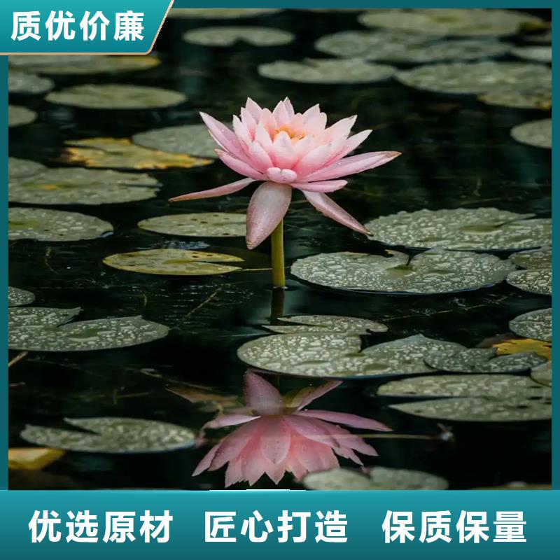 供应睡莲苗子睡莲的养殖方法和注意事项 睡莲苗子睡莲的养殖方法和注意事项批发
