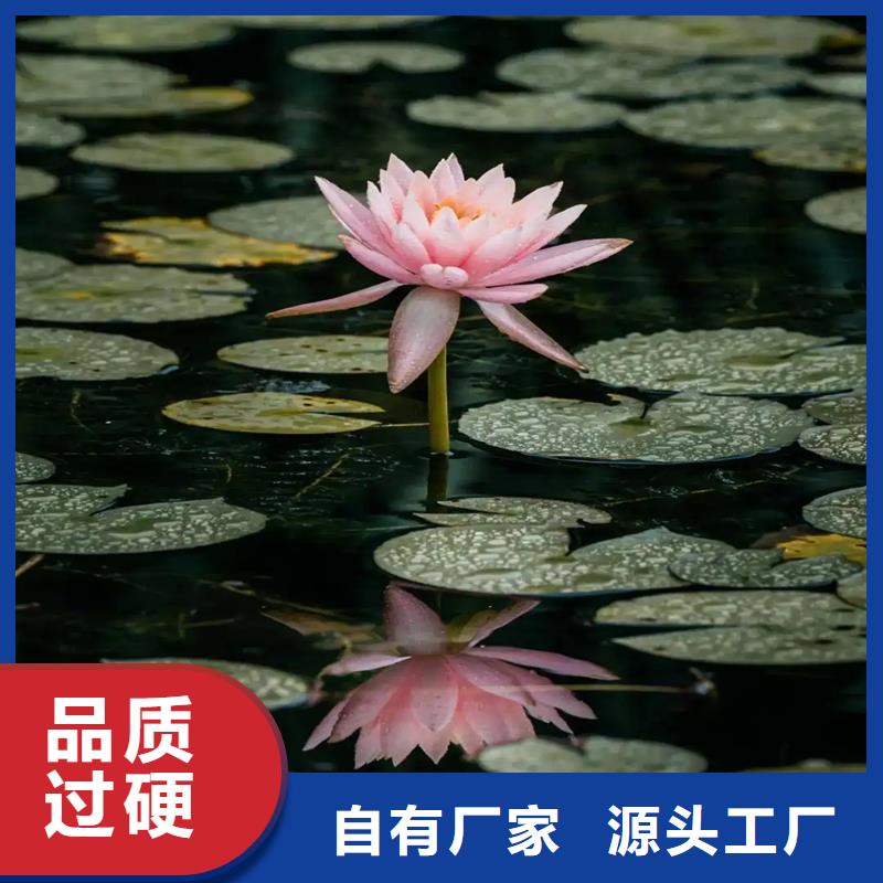 睡莲、睡莲生产厂家