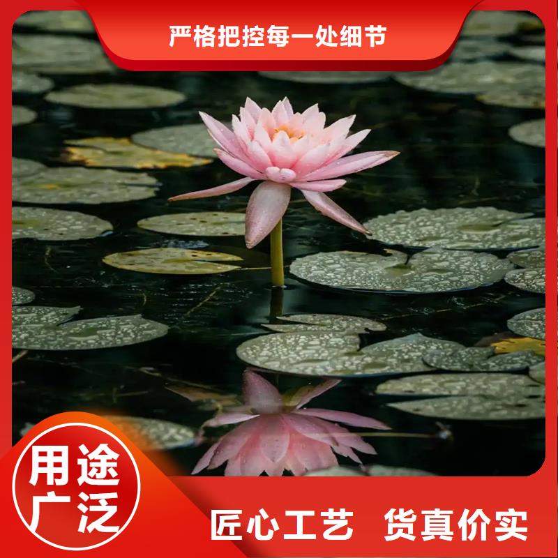 精品睡莲生产经验丰富