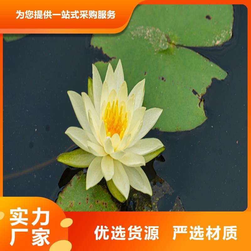 供应睡莲苗子睡莲的养殖方法和注意事项 睡莲苗子睡莲的养殖方法和注意事项批发