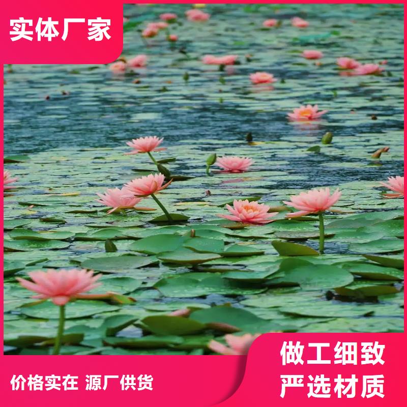 睡莲、睡莲生产厂家