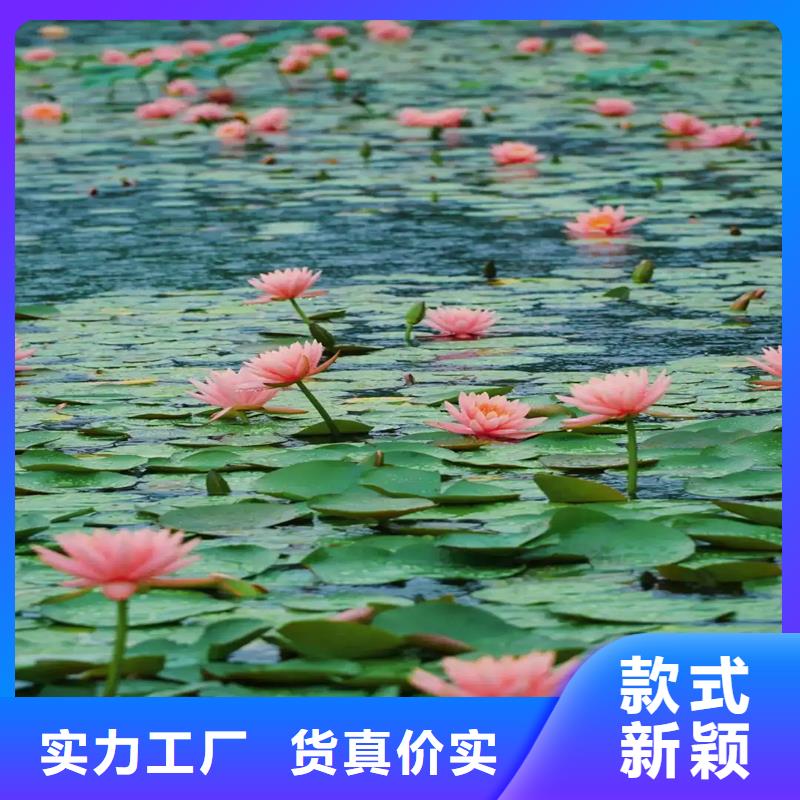供应睡莲苗子睡莲的养殖方法和注意事项 睡莲苗子睡莲的养殖方法和注意事项批发