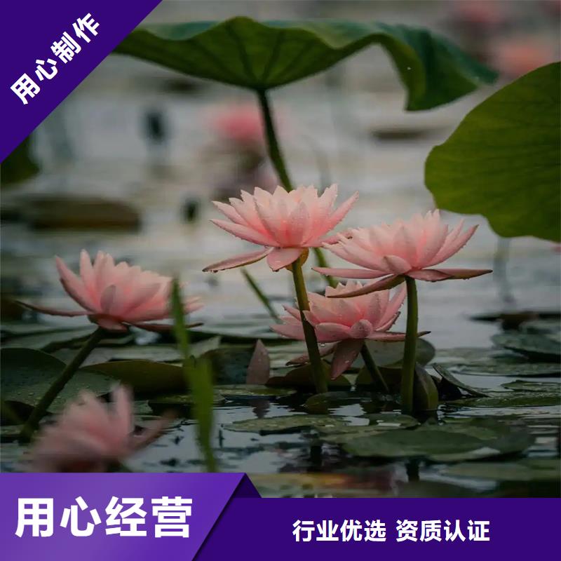 销售睡莲图片_诚信厂家