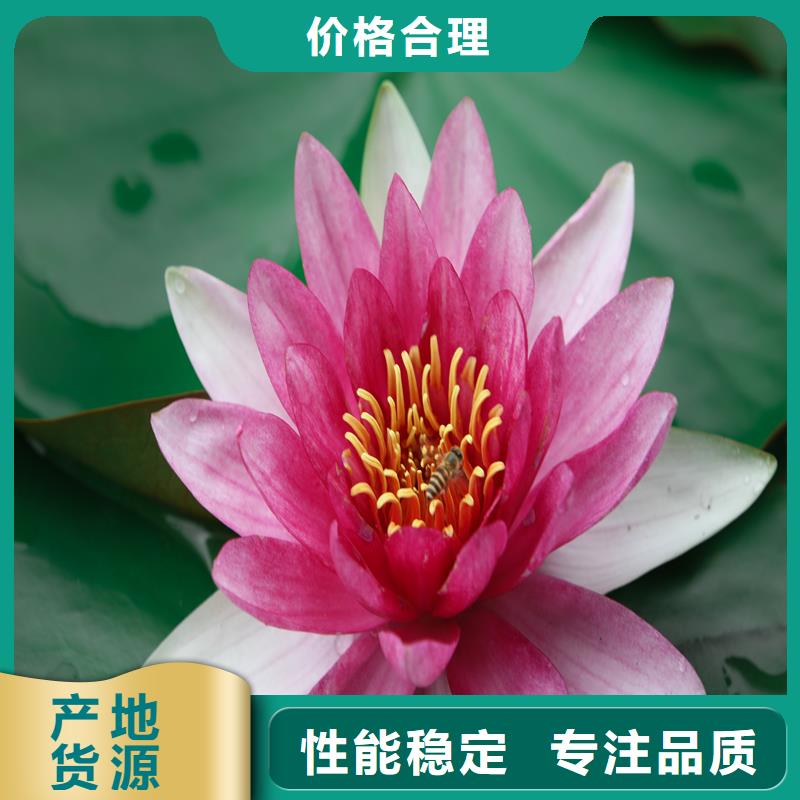 精品睡莲、精品睡莲价格