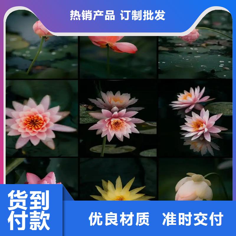 生产睡莲冬天怎样过冬_品牌厂家