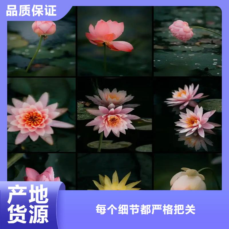 销售睡莲图片_诚信厂家