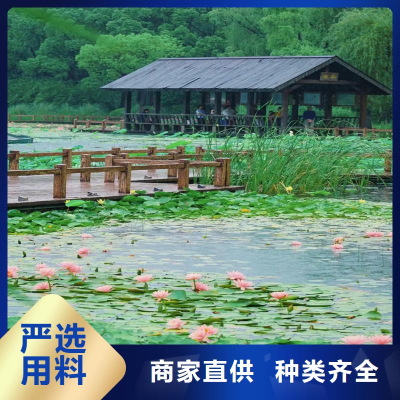 供应睡莲苗子睡莲的养殖方法和注意事项 睡莲苗子睡莲的养殖方法和注意事项批发