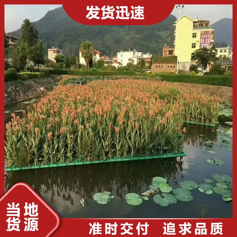 优选：水生植物浮岛本地厂家