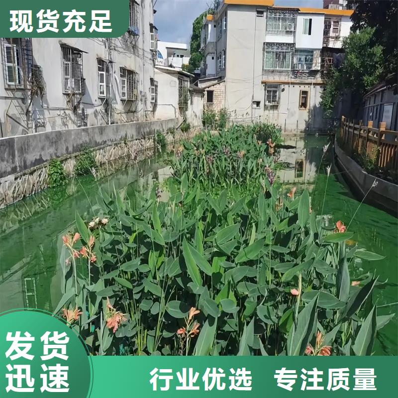 河道浮岛行业经验丰富