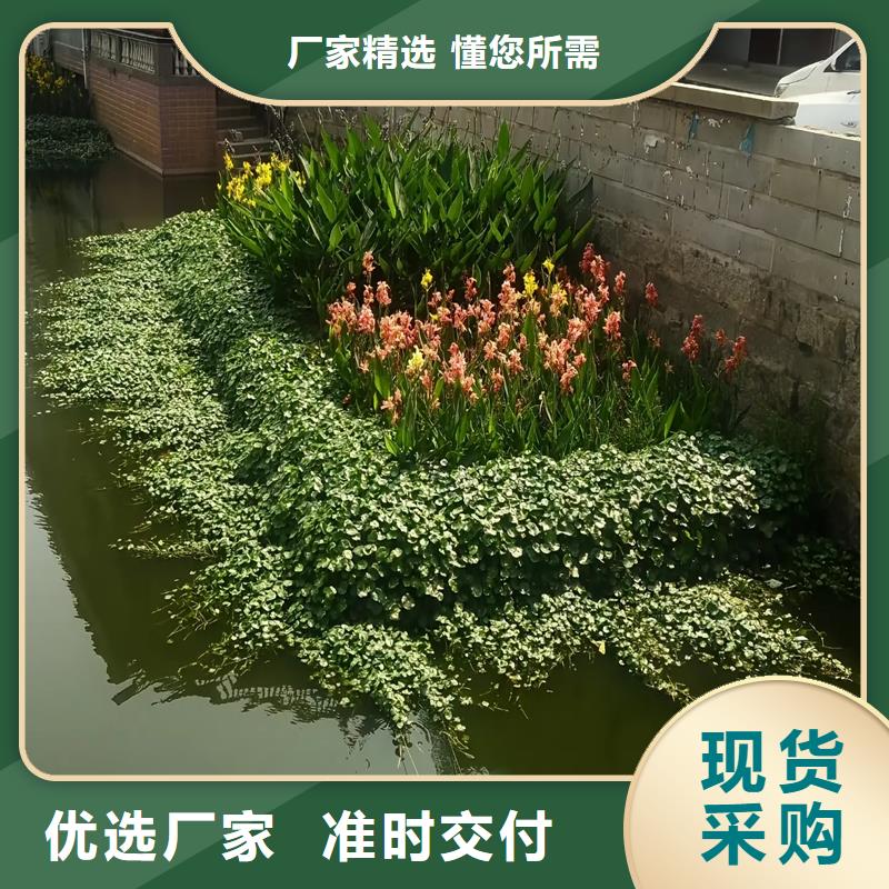 水生植物浮岛厂家-报价
