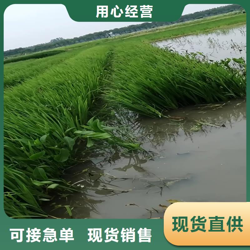 河道浮岛-我们是厂家！