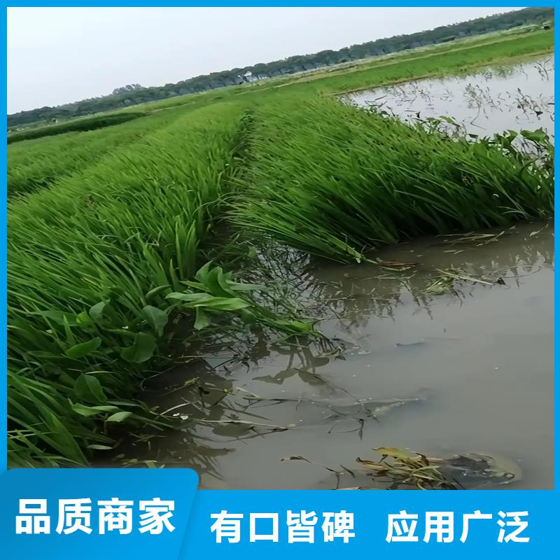 水生植物浮岛_欢迎您