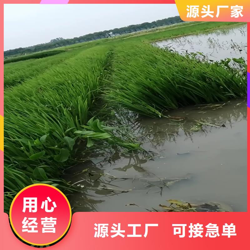 人工浮岛工程直供